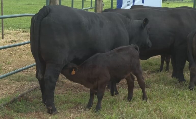 A raça Brangus foi criada há pouco mais de 100