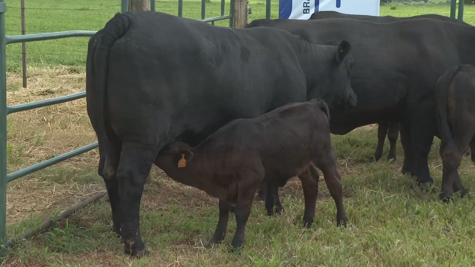 A raça Brangus foi criada há pouco mais de 100