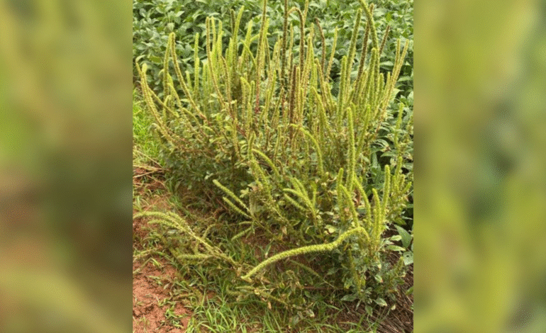A praga quarentenária caruru-palmeri foi encontrada pela pri