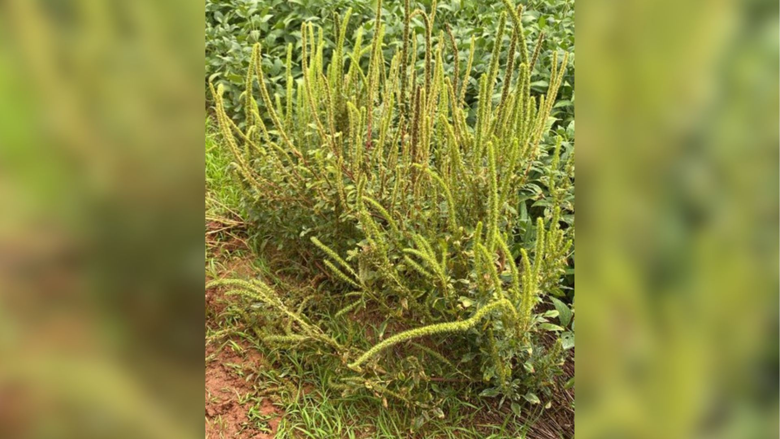 A praga quarentenária caruru-palmeri foi encontrada pela pri