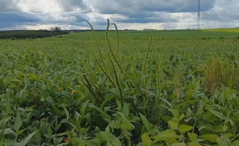 O Caruru Gigante, planta invasora identificada pela primeira