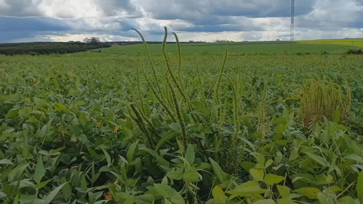 O Caruru Gigante, planta invasora identificada pela primeira