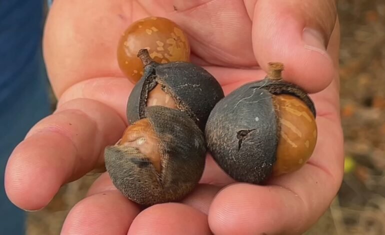 Produtores de macadâmia em São Paulo esperam um