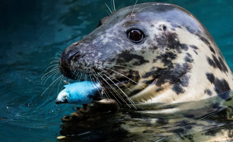 Vídeo falso de foca arrastando cachorro foi criado com intel