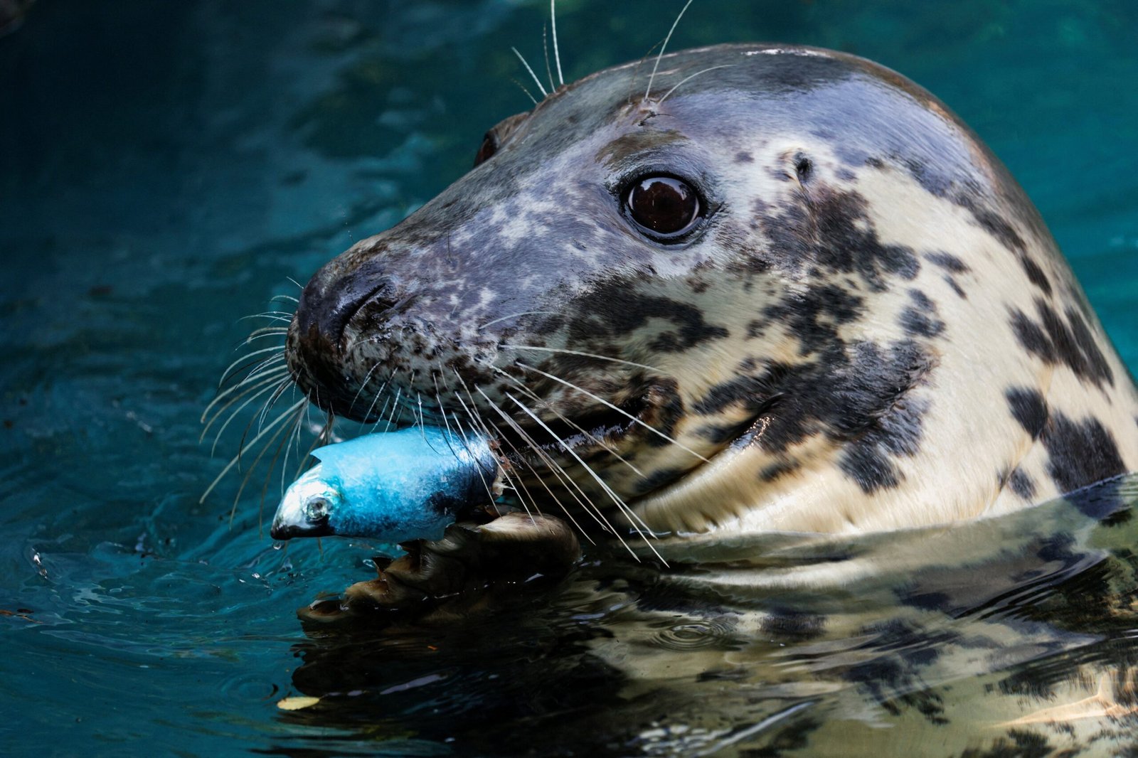 Vídeo falso de foca arrastando cachorro foi criado com intel