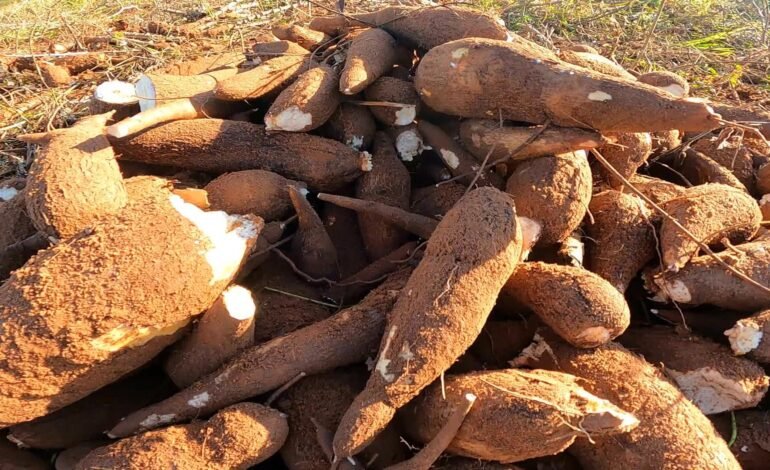 Comunidades indígenas do município de Oiapoque, no Amapá