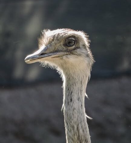 Fgc já pagou r$ 37,2 bilhões a 84% dos credores do banco mas