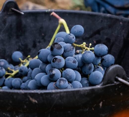 No verão de 2026, hits como “Jetski”, de Pedro Sampaio