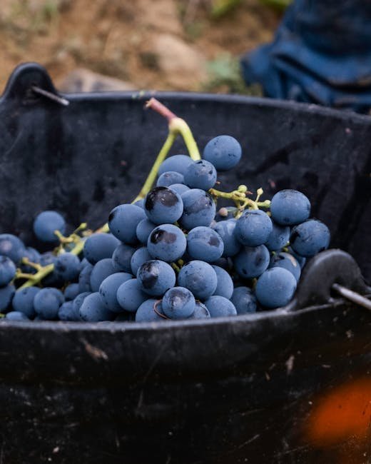 No verão de 2026, hits como “Jetski”, de Pedro Sampaio