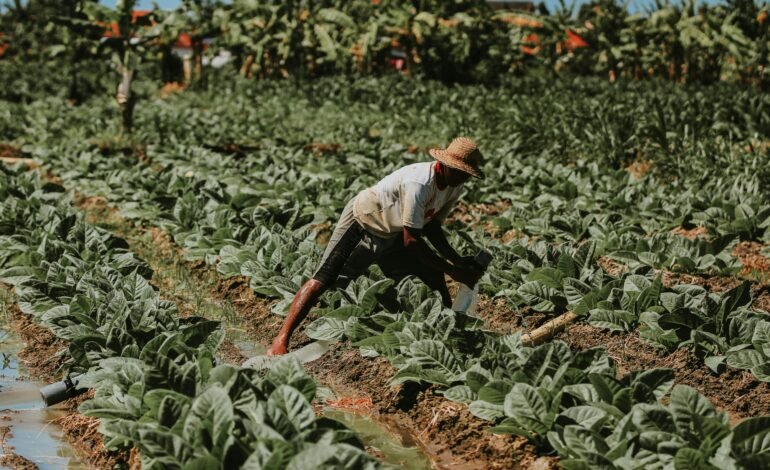 Nos últimos dias, produtores rurais reagiram a boatos