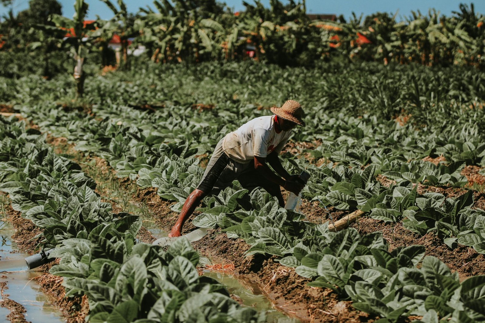 Nos últimos dias, produtores rurais reagiram a boatos