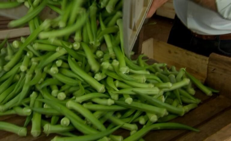 Produtores de Piacatu (SP) colhem a safra de