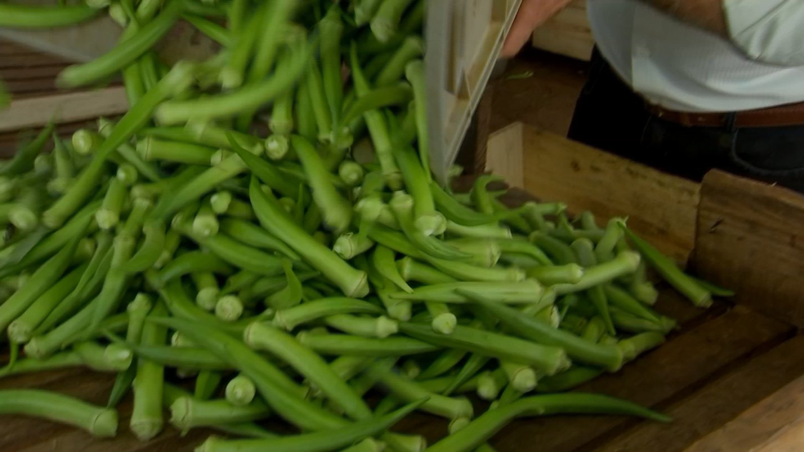 Produtores de Piacatu (SP) colhem a safra de