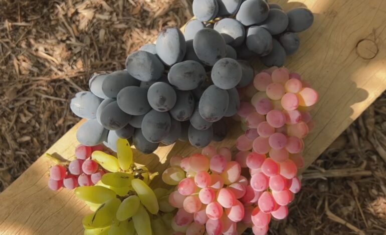 A safra da uva atrasou no sudoeste do estado de