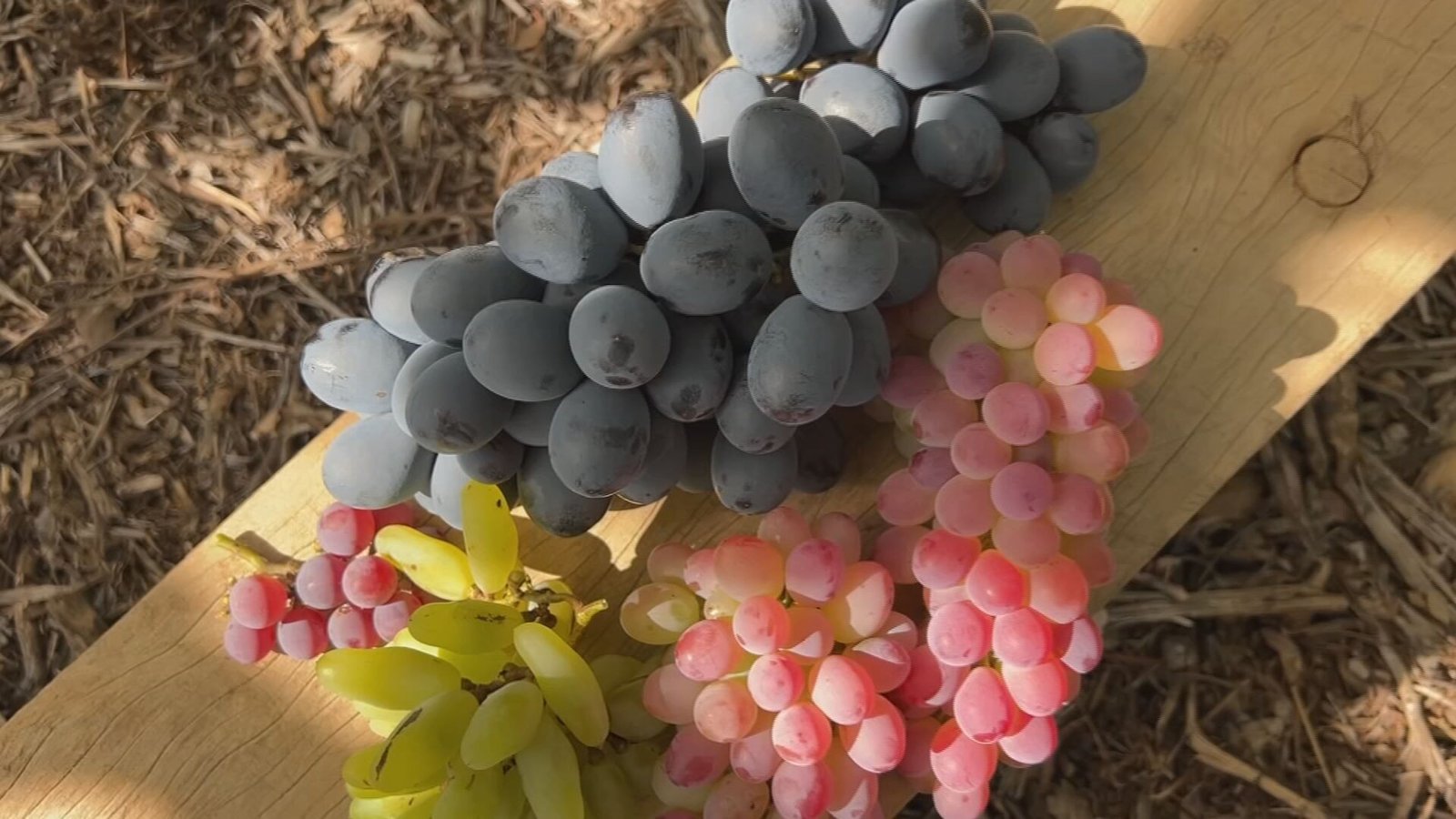 A safra da uva atrasou no sudoeste do estado de