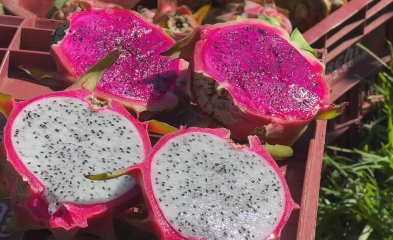 Produtores rurais do interior paulista ampliaram o cultivo