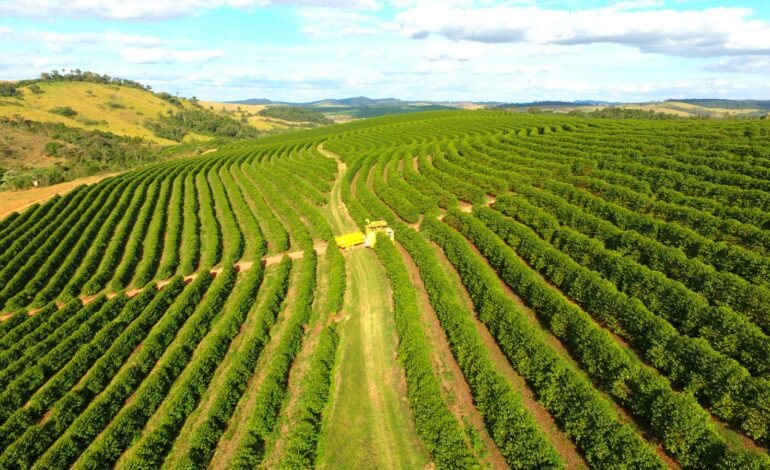 Café robusta Globo Rural/Tv Globo Depois de um