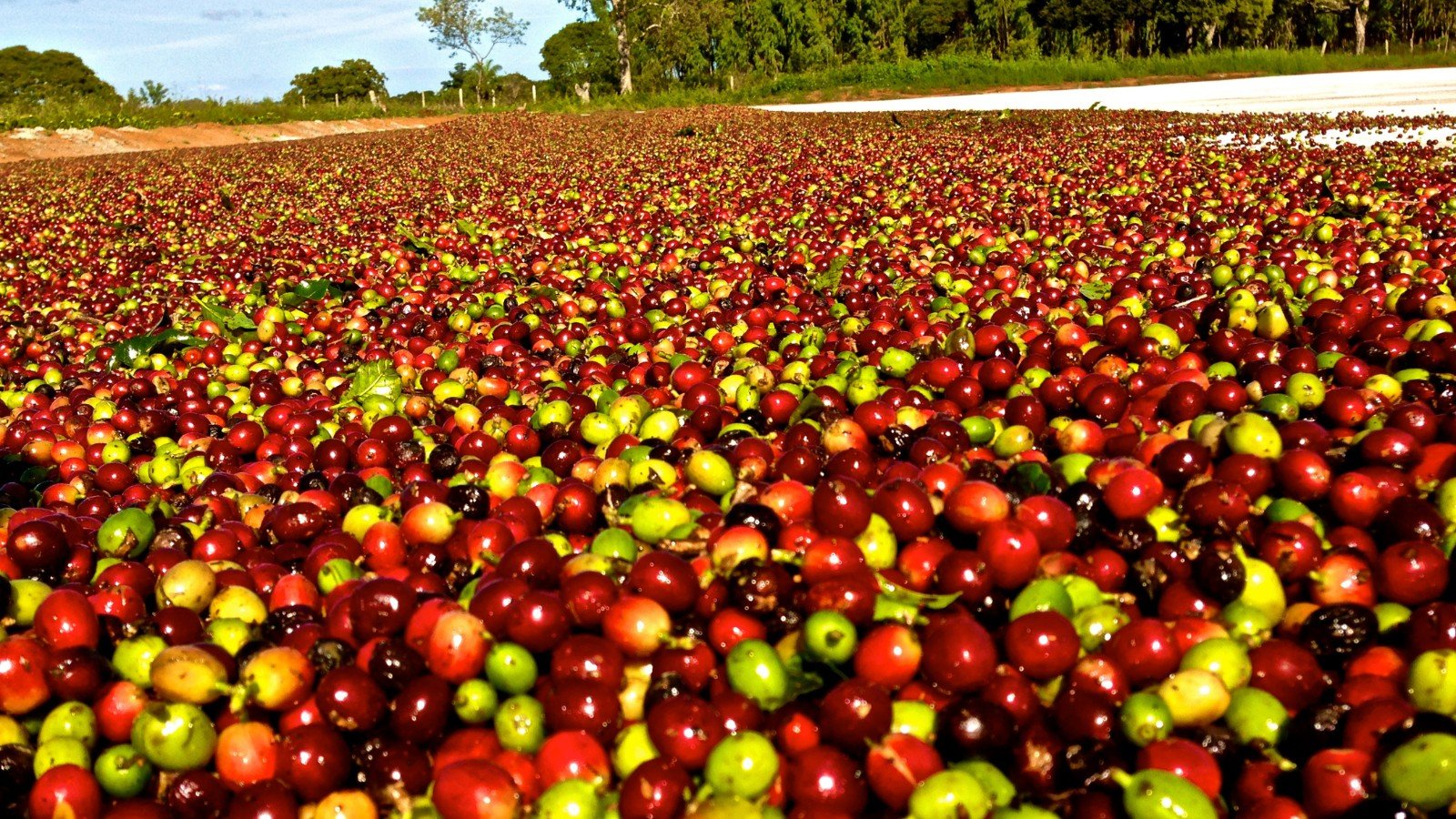 A projeção de uma safra recorde de café no Brasil