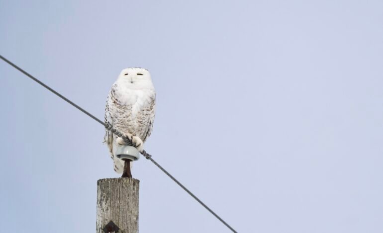 A Convenção das Nações Unidas sobre a Conservação