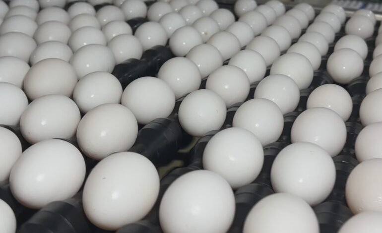 A produção de ovos no interior paulista se prepara para