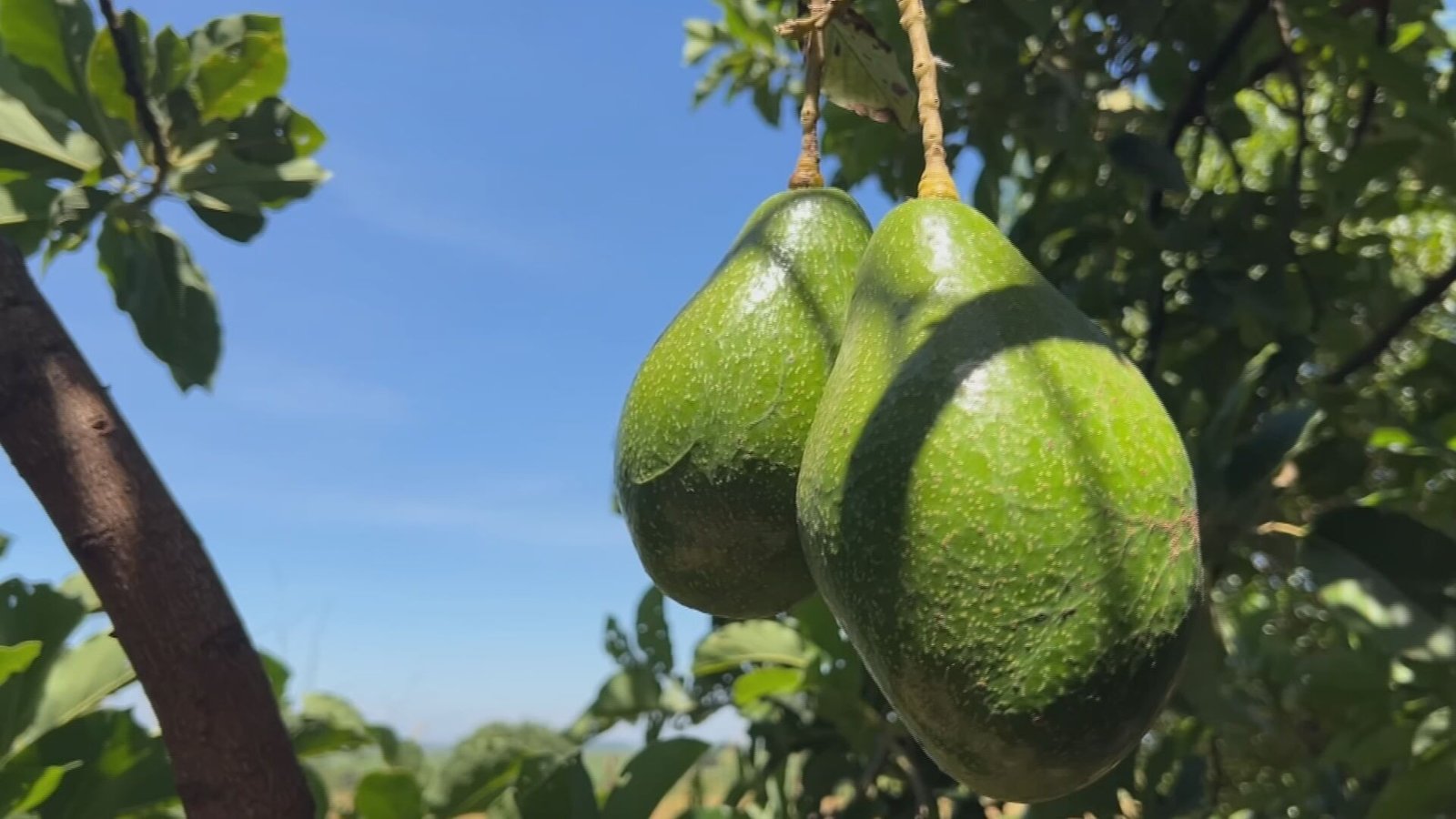 Produtores de abacate de Tupã (SP) comemoram uma