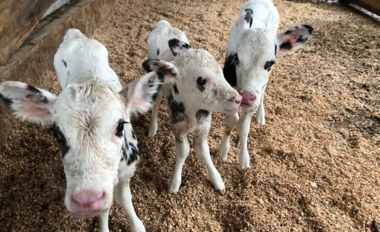 Fazendas brasileiras reduzem mortalidade de bezerras recém