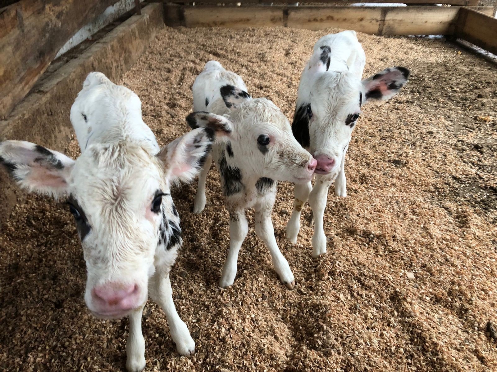 Fazendas brasileiras reduzem mortalidade de bezerras recém