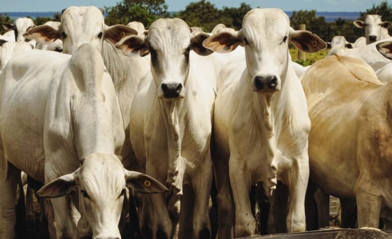 Os pedidos de recuperação judicial no agronegócio aumentaram