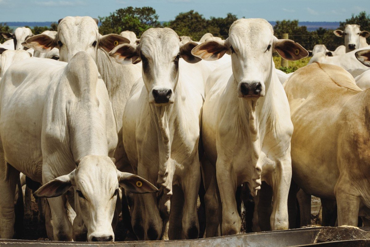 Os pedidos de recuperação judicial no agronegócio aumentaram