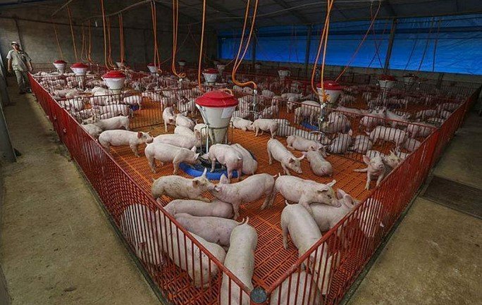 Em fevereiro de 2026, os preços da carne suína registraram