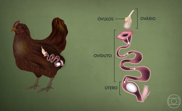 A galinha leva, em média, 25 horas para produzir um