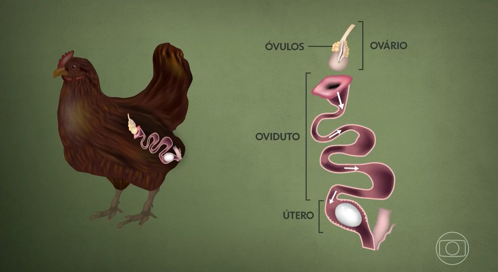 A galinha leva, em média, 25 horas para produzir um
