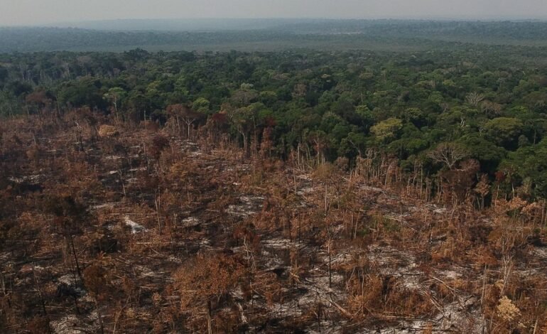 A produção de carne bovina foi responsável por 40% do