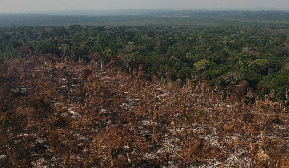 A produção de carne bovina foi responsável por 40% do