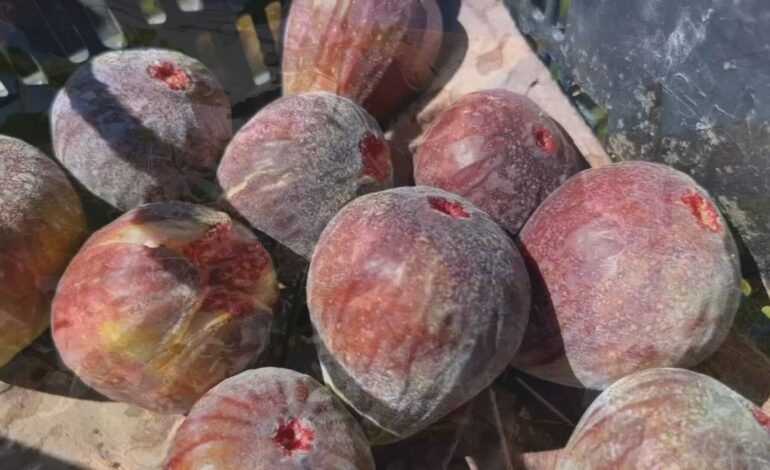 A chuva antecipada em 2026 tem exigido estratégias