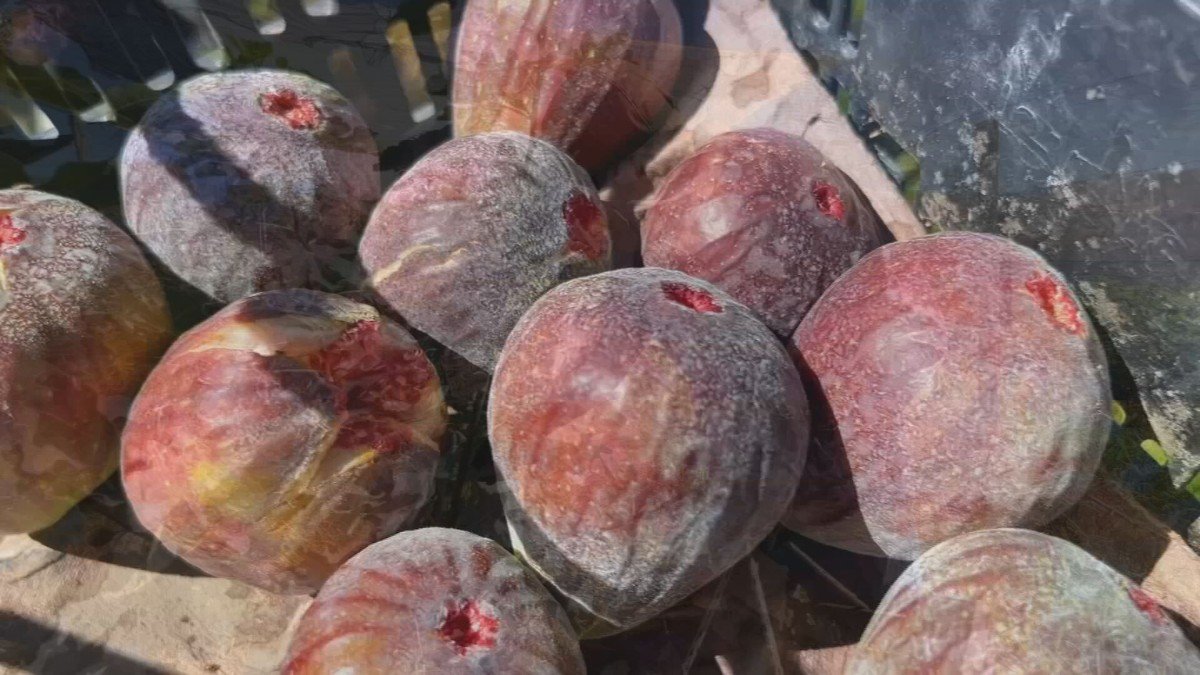 A chuva antecipada em 2026 tem exigido estratégias