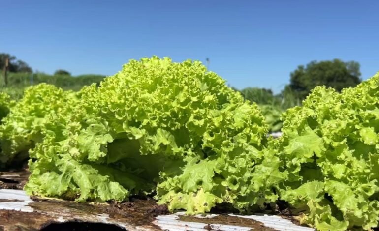 O aumento das temperaturas no interior de São