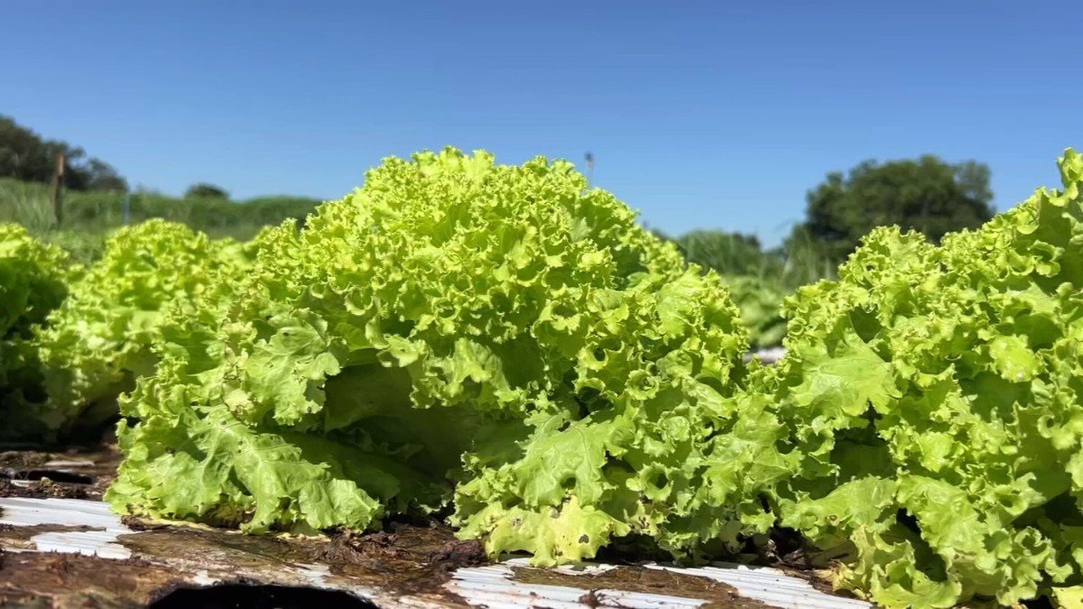 O aumento das temperaturas no interior de São