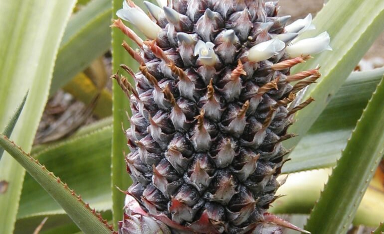 Cada abacaxi é formado por até 200 frutas fundidas, segundo