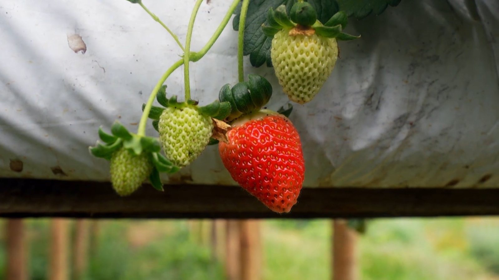 A importação de morangos do Egito tem reduzido