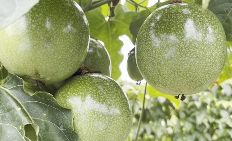A produtora rural Hilda, do interior de Roraima