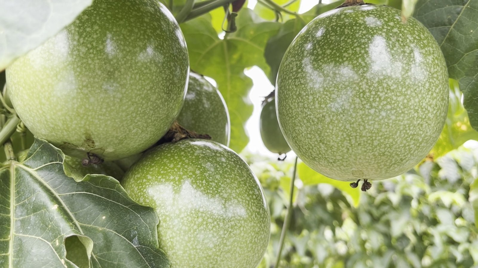 A produtora rural Hilda, do interior de Roraima