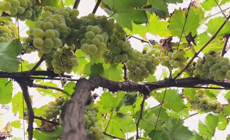 A uva BRS Lorena, cultivada em vinhedos de São Roque