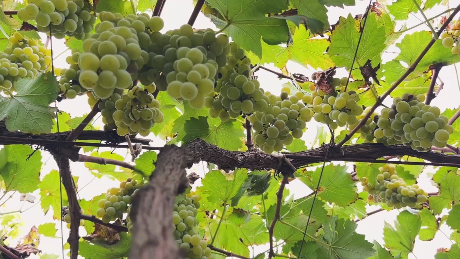A uva BRS Lorena, cultivada em vinhedos de São Roque