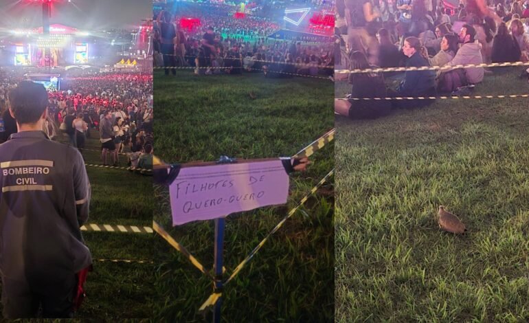 Quatro pássaros quero-queros, uma mãe com seus três