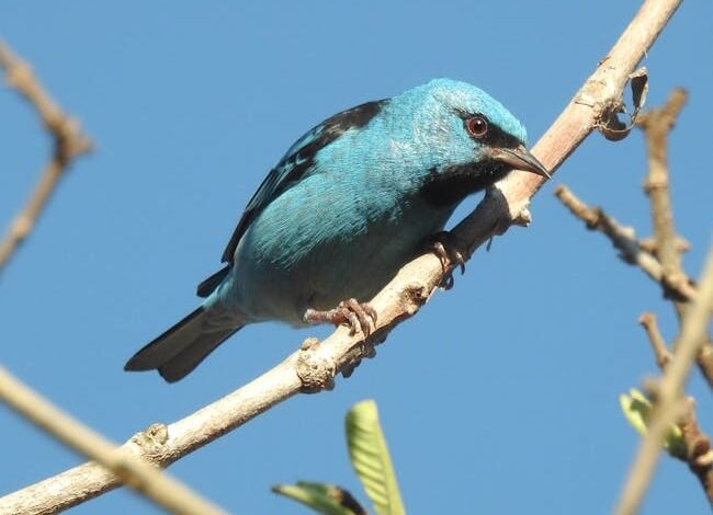 O estado de Mato Grosso lidera a produção nacional de
