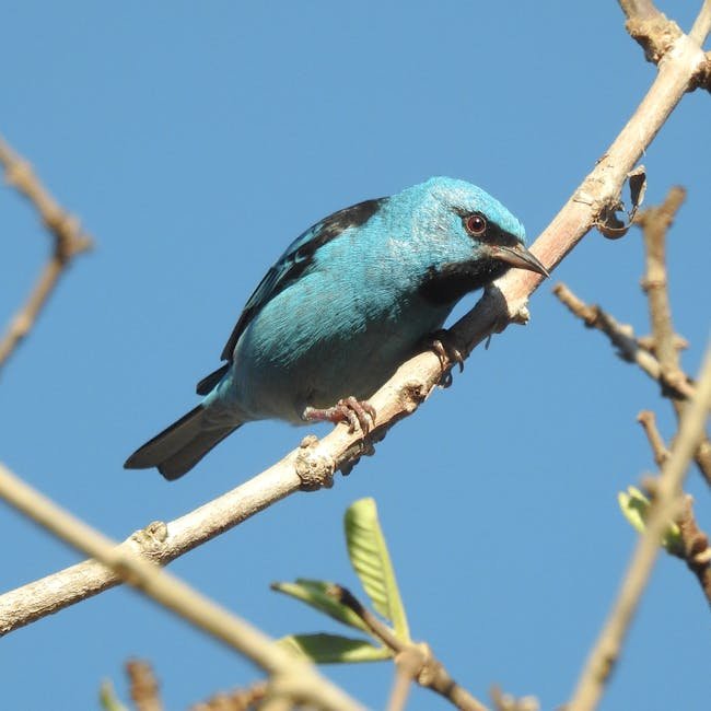 O estado de Mato Grosso lidera a produção nacional de
