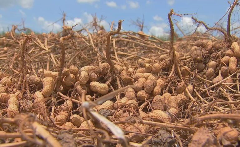 Produtores de amendoim em São Paulo iniciaram a