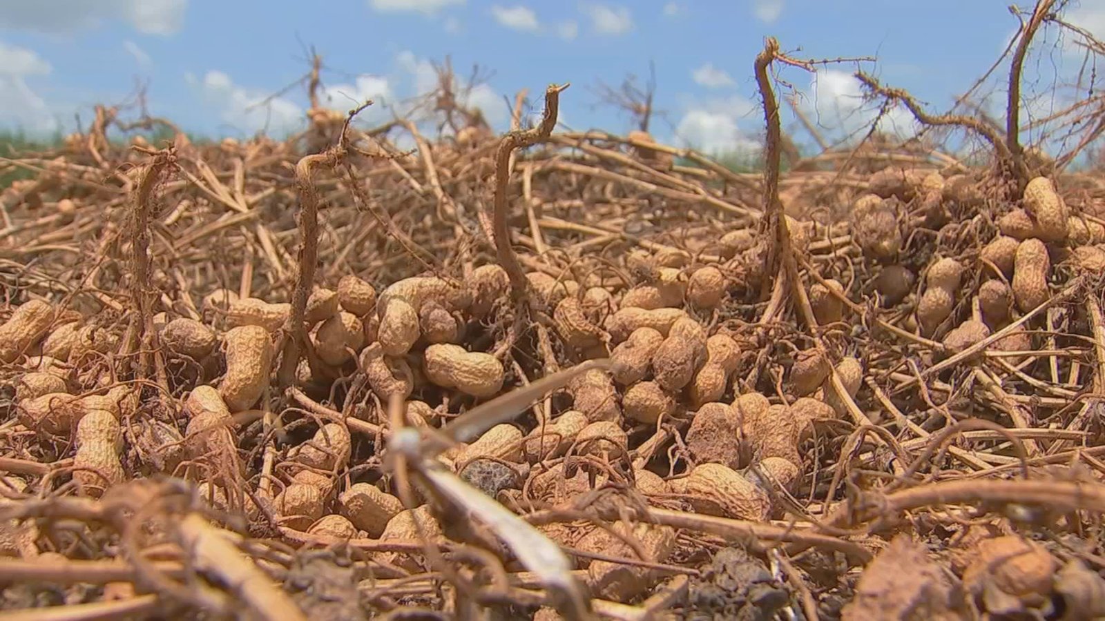 Produtores de amendoim em São Paulo iniciaram a