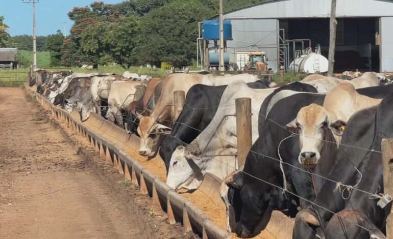 A oferta de bezerros diminuiu em confinamentos de São Paulo